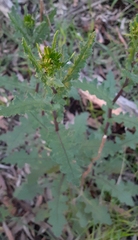 Senecio picridioides