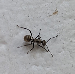 Polyrhachis cupreata