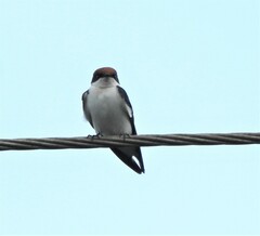 Hirundo smithii