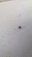 Polyrhachis cupreata