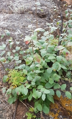 Cotoneaster mongolicus