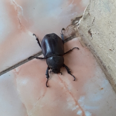 Xylotrupes gideon