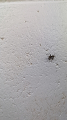 Polyrhachis cupreata