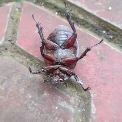 Xylotrupes gideon