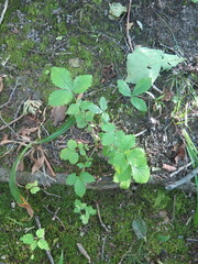 Potentilla fragarioides