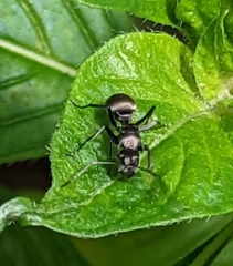 Polyrhachis foreli