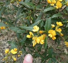 Podolobium ilicifolium