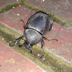 Xylotrupes gideon