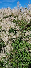 Fallopia baldschuanica