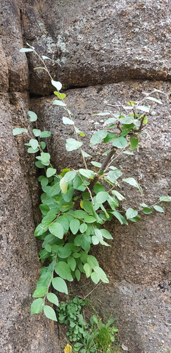 Cotoneaster mongolicus, photograph 5