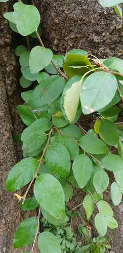 Cotoneaster mongolicus, photograph 6