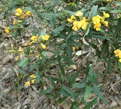 Podolobium ilicifolium