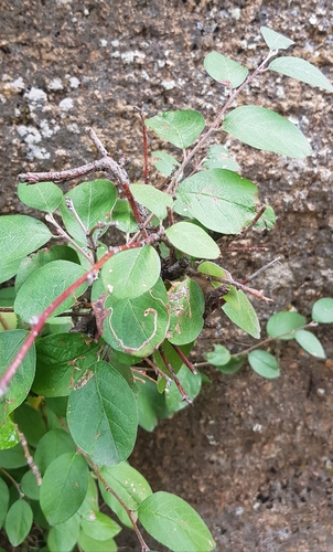 Cotoneaster mongolicus, photograph 4