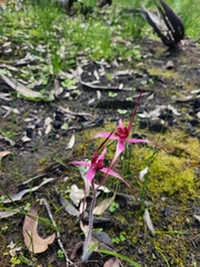 Caladenia formosa