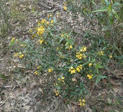 Podolobium ilicifolium