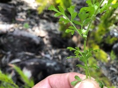 Xanthosia