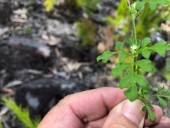 Xanthosia
