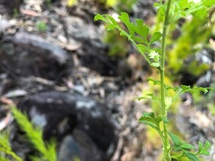 Xanthosia