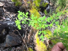 Xanthosia