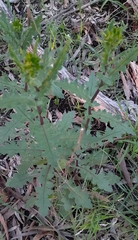 Senecio picridioides
