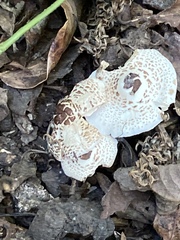 Fungi