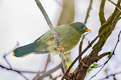 Manorina melanophrys