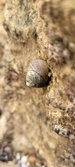 Trochidae