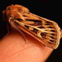 Cerapteryx graminis
