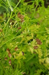 Sphallerocarpus gracilis