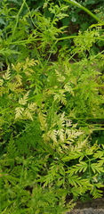 Sphallerocarpus gracilis