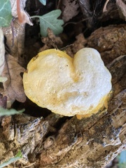 Fungi