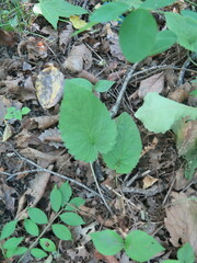 Campanula punctata