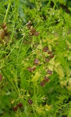 Sphallerocarpus gracilis