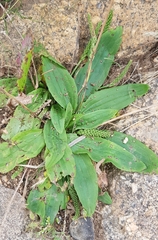 Plantago depressa