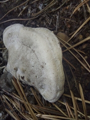 Trametes suaveolens