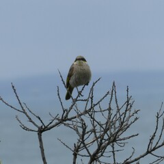 Gavicalis virescens