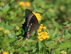 Papilio crino