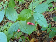 Euonymus latifolius