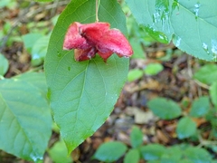 Euonymus latifolius