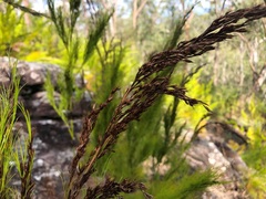 Caustis blakei macrantha