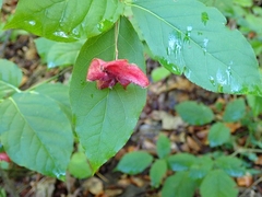 Euonymus latifolius