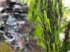 Caustis blakei macrantha