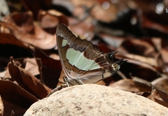 Polyura agraria