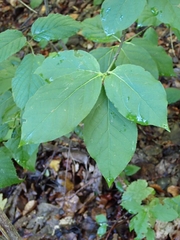 Euonymus latifolius