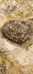 Siphonaria pectinata
