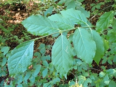 Euonymus latifolius