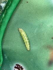 Evergestis forficalis