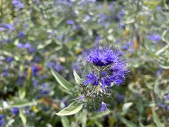 Caryopteris × clandonensis