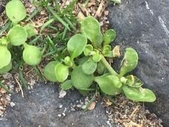 Polycarpon tetraphyllum