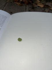 Evergestis forficalis